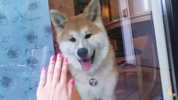 飼い主を待つ秋田犬