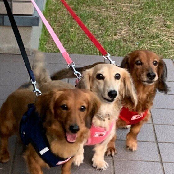 ミニチュア・ダックスフンド・マロンちゃん・お友達と一緒