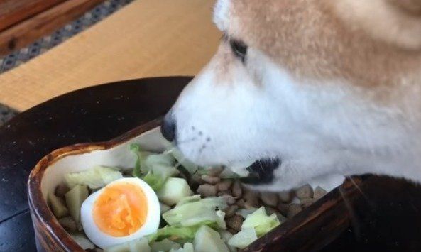 もも　柴犬