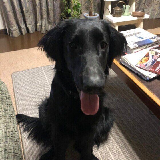 笑うフラットコーテッド・レトリーバー