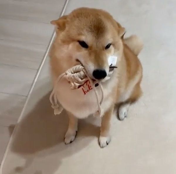 撫でてほしい柴犬