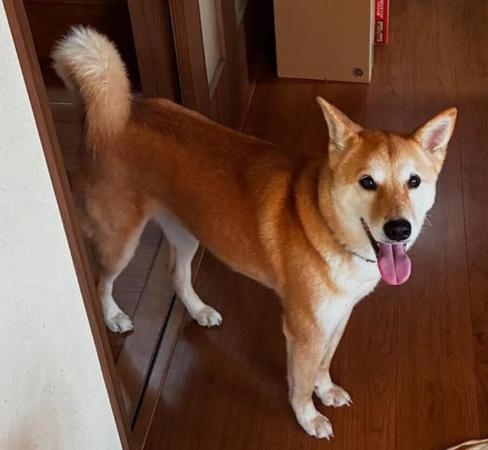 笑顔の表情の犬