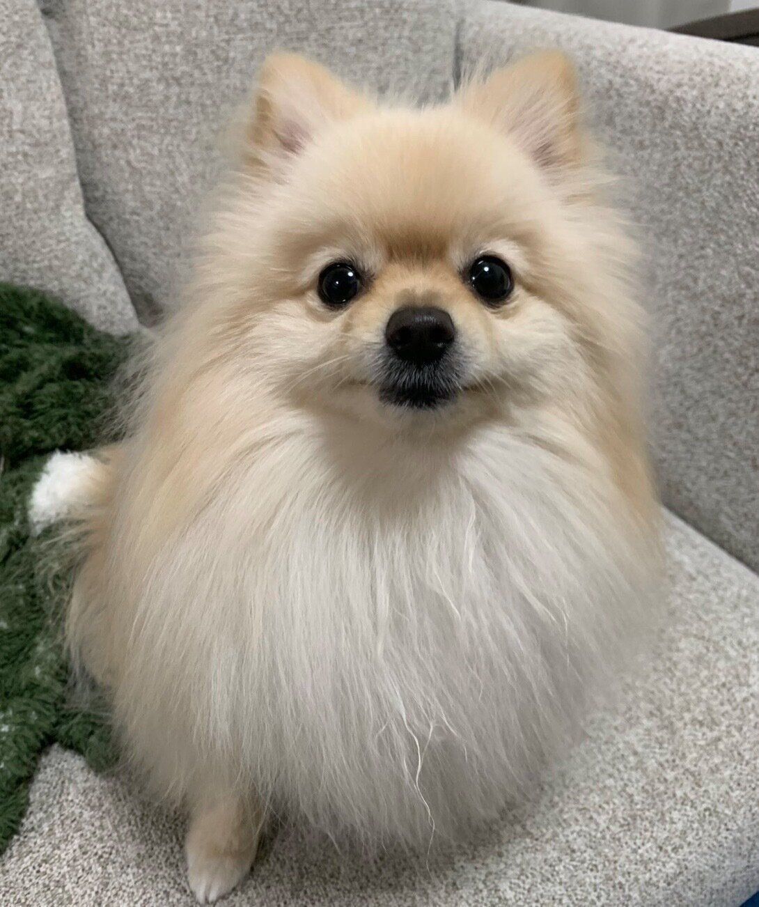 見つめるおもちくん