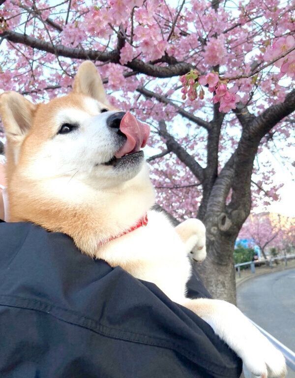 桜を見るまるちゃん