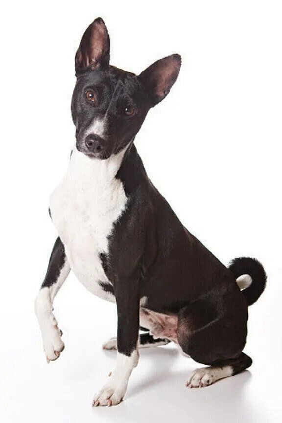 つかいふるしのいぬ つかいふるしのいぬ Amazon.co.jp: 50年代魯山窯 ビクター犬