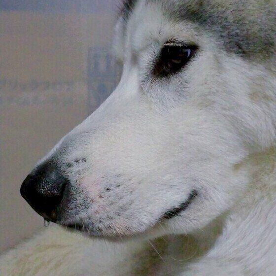 シベリアンハスキーの横顔ドアップ