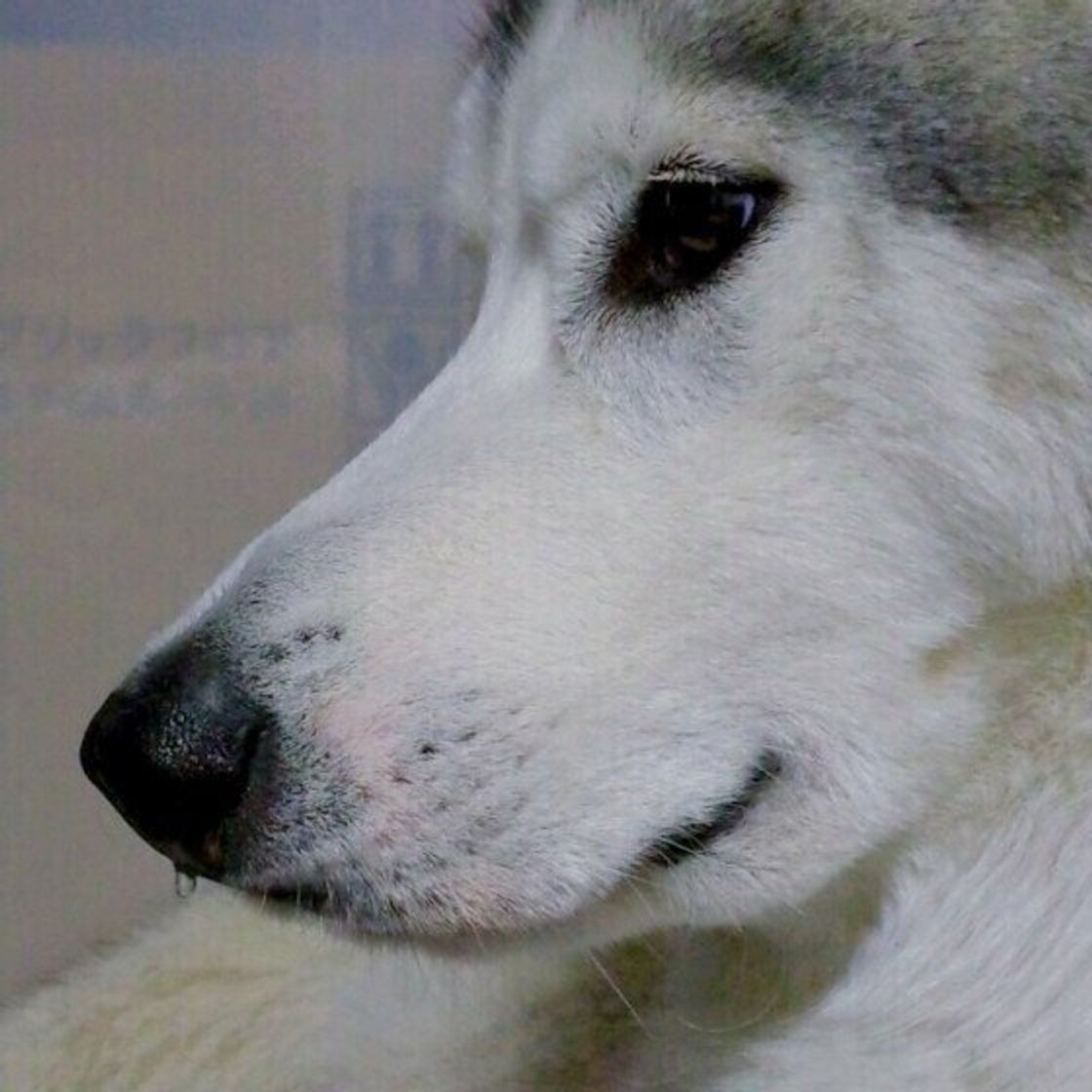 獣医師監修 犬にとうもろこしを与えるときは注意が必要 与えるメリットとデメリットを解説 いぬのきもちweb Magazine 獣医師監修 犬にとうもろこしを与えるときは注意が必要 与えるメリットとデメリットを解説 いぬのきもちweb Magazine