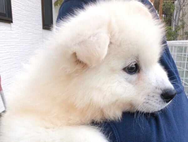 サモエドのビフォーアフター写真で ある部分 を比較 成長ぶりに飼い主もびっくり いぬのきもちweb Magazine