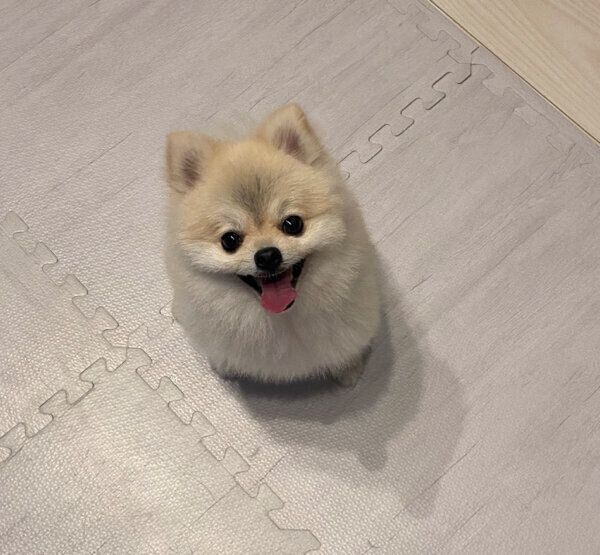 笑顔が可愛いゴン太くん