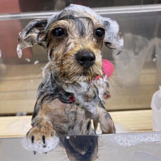 よかれと思ってが犬のストレスに？寿命を縮める？ 皮膚トラブルを起こすNG習慣 いぬのきもち