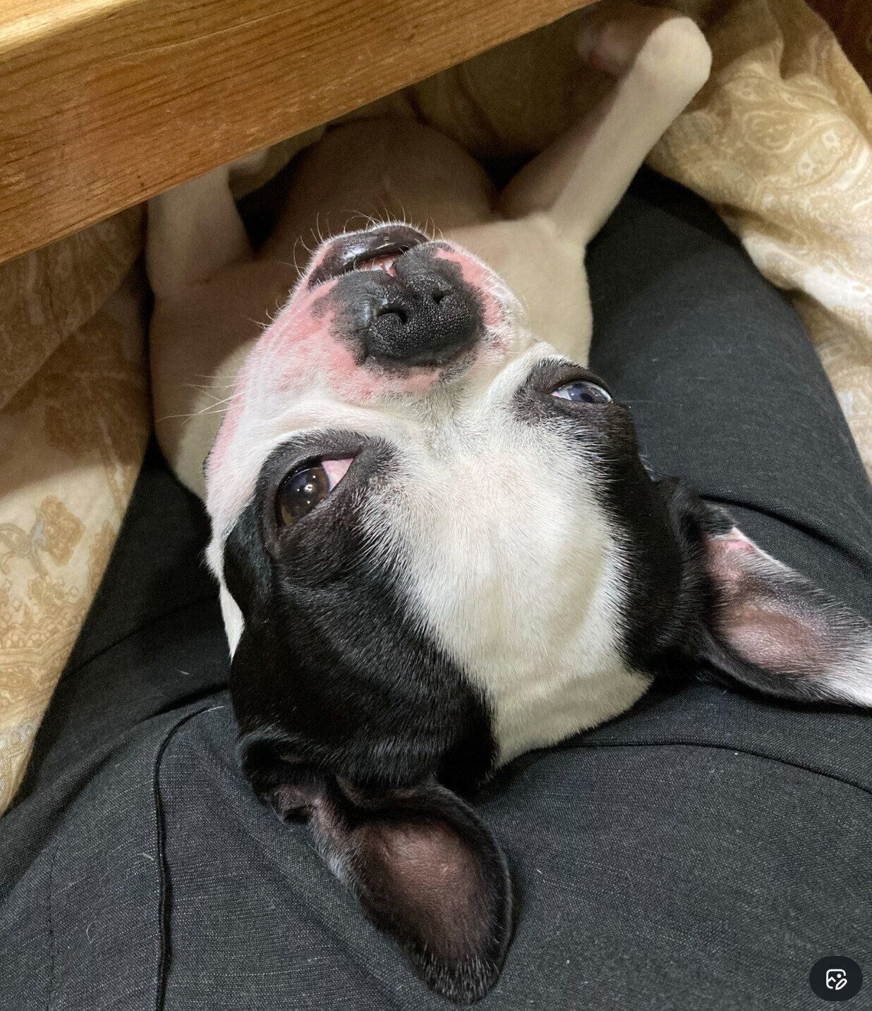 飼い主さんとまったりするりーちくん