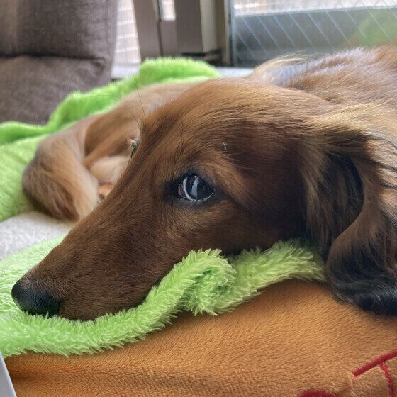 アーサーくん（カニーンヘン・ダックスフンド）