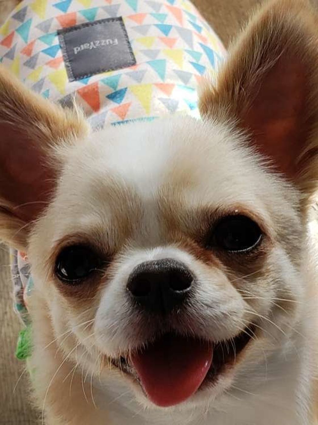 静かさがストレスの場合も 犬のストレスに繋がる生活環境とは いぬのきもちweb Magazine 静かさがストレスの場合も 犬のストレスに繋がる生活環境とは いぬのきもちweb Magazine