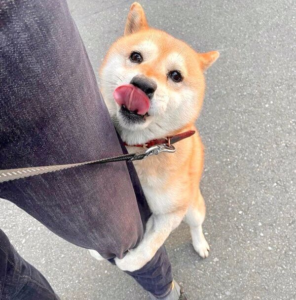 飼い主さんの足にしがみつく小麦さん