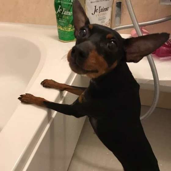 シャワーに興味津々のミニチュア・ピンシャー