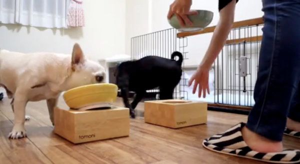 ご飯に興奮するフレンチ・ブルドッグとパグ