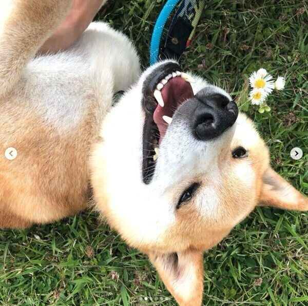 寝転がる咲ク太郎くん