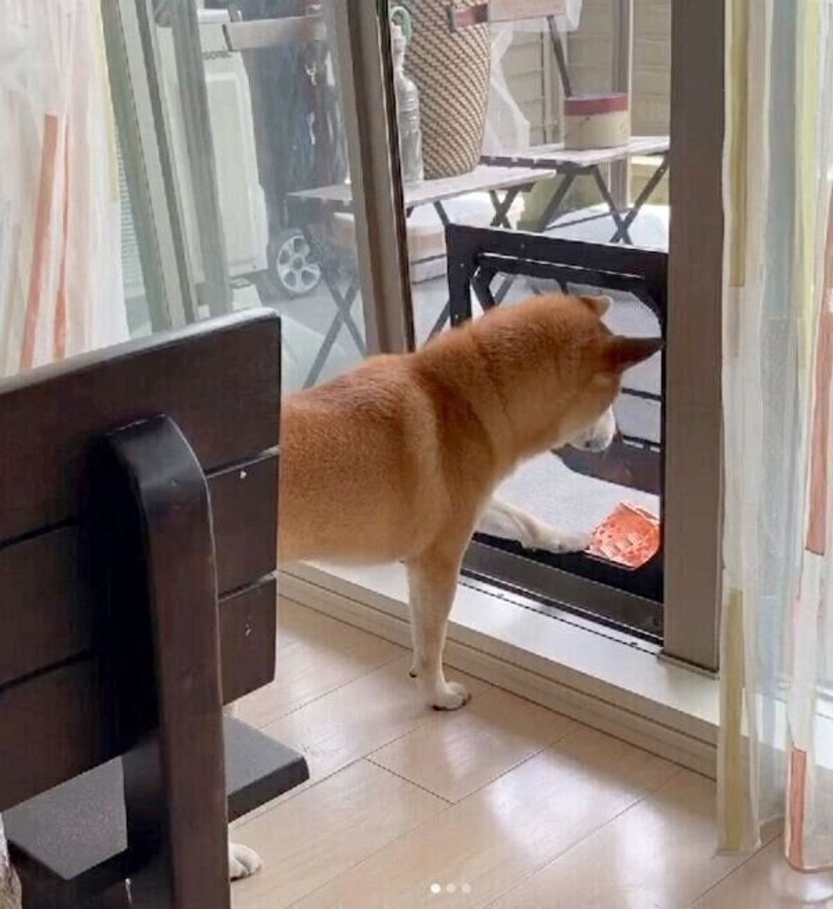 愛犬のために網戸にペット扉を設置 柴犬のまさかの反応に爆笑 その後 のエピソードにもほっこり いぬのきもちweb Magazine 愛犬のために網戸にペット扉を設置 柴犬のまさかの反応に爆笑 その後 のエピソードにもほっこり いぬのきもちweb Magazine
