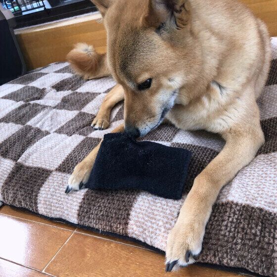 飼い主の靴下で遊ぶMIX犬