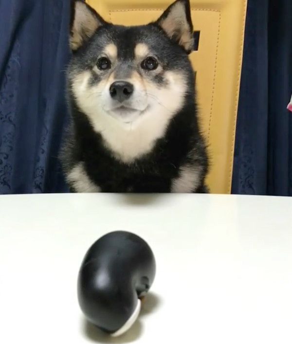 おやつが欲しい豆柴