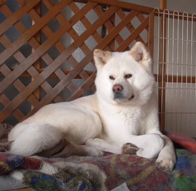 秋田犬　ゆうきくん