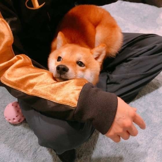 柴 ちくわくん