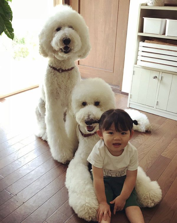 スタンダード・プードルのりくちゃんとがくちゃん