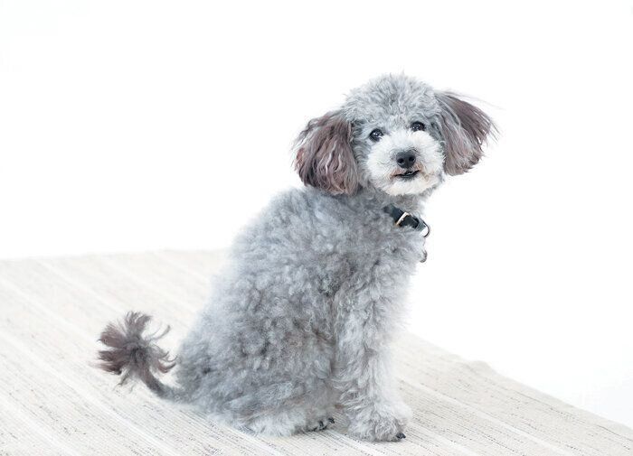 お座りをするモナ王くん