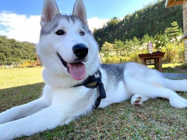 【新品未使用・希少色ラスト１匹・日本製】子犬のるーくS　シルバー　コモアンドレイ 生後1カ月の“ほわん”としたハスキー子犬が、8カ月後には“男前”に激変