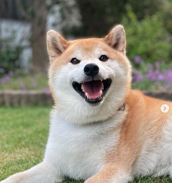 笑顔が可愛い福丸くん