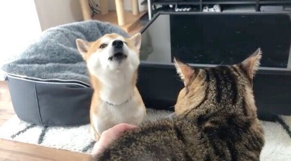 「ニャーン！」と鳴くゆうくん