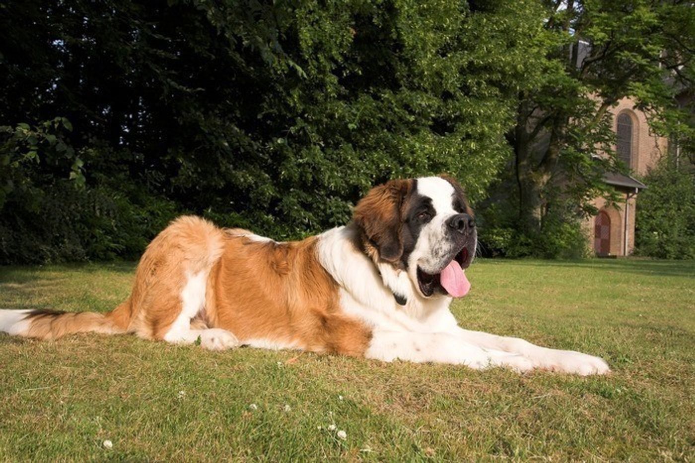 遭難救助犬セント バーナードが首につけている 樽 には 何が入ってるか知ってた いぬのきもちweb Magazine 遭難救助犬セント バーナードが首につけている 樽 には 何が入ってるか知ってた いぬのきもちweb Magazine