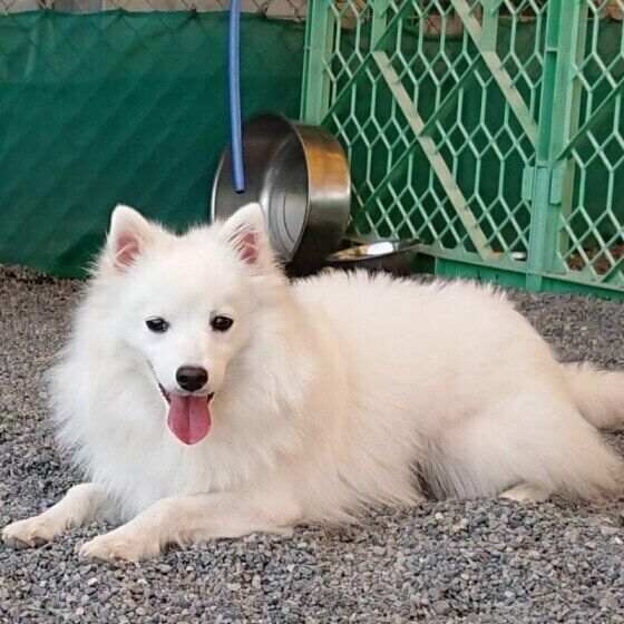 日本スピッツのゆきちゃん