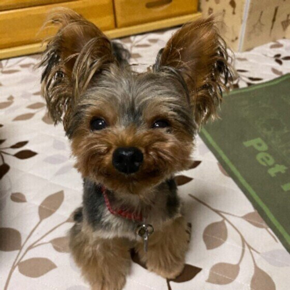 犬が留守番で 寂しい と感じているサインは 特徴的な行動が見られることも いぬのきもちweb Magazine 犬が留守番で 寂しい と感じているサインは 特徴的な行動が見られることも いぬのきもちweb Magazine