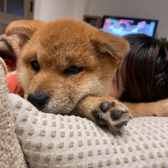 柴犬の肉球は？