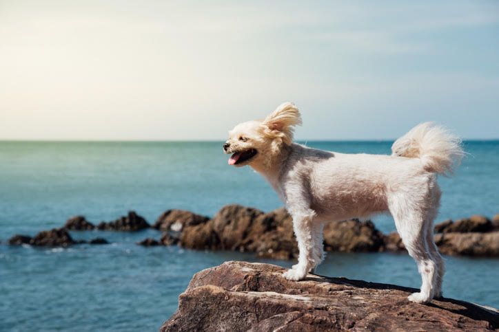 海とトイ・プードル