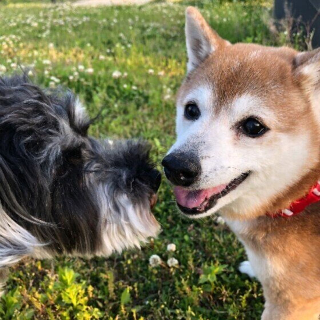 シニア犬と暮らす心構え 愛犬の老いに寄り添おう いぬのきもちweb Magazine シニア犬と暮らす心構え 愛犬の老いに寄り添おう いぬのきもちweb Magazine