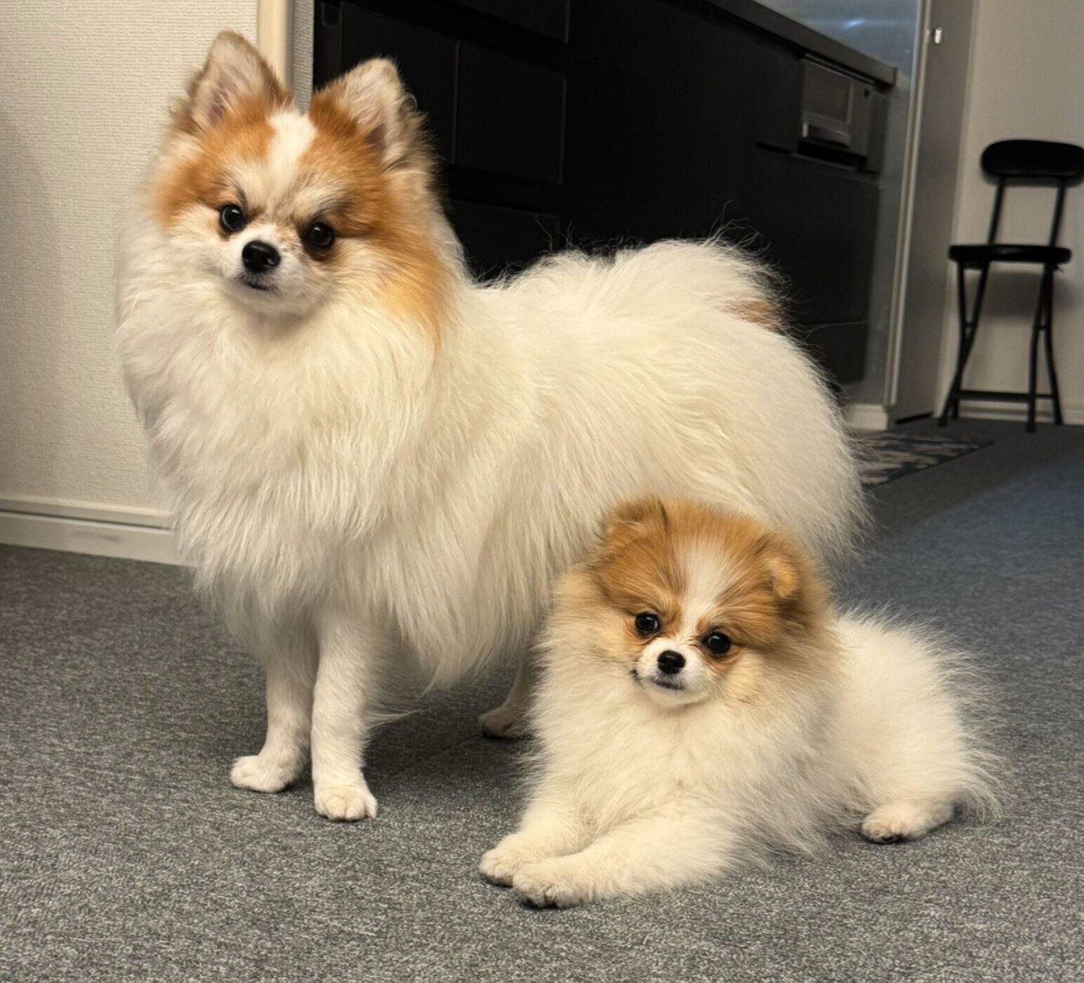 仲良しなダイヤちゃん、てつおくん