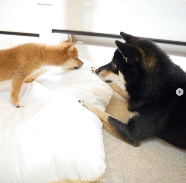 見つめ合うあさちゃん、のんちゃん