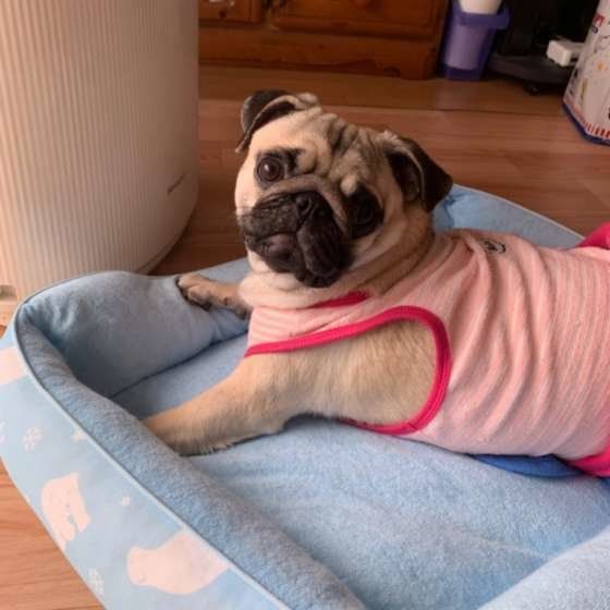 新しいベッド♡まるちゃん