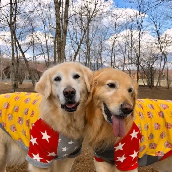 寄り添うゴールデン・レトリーバー