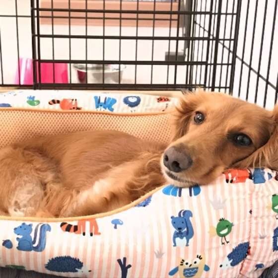 まったりするカニーンヘン・ダックスフンド