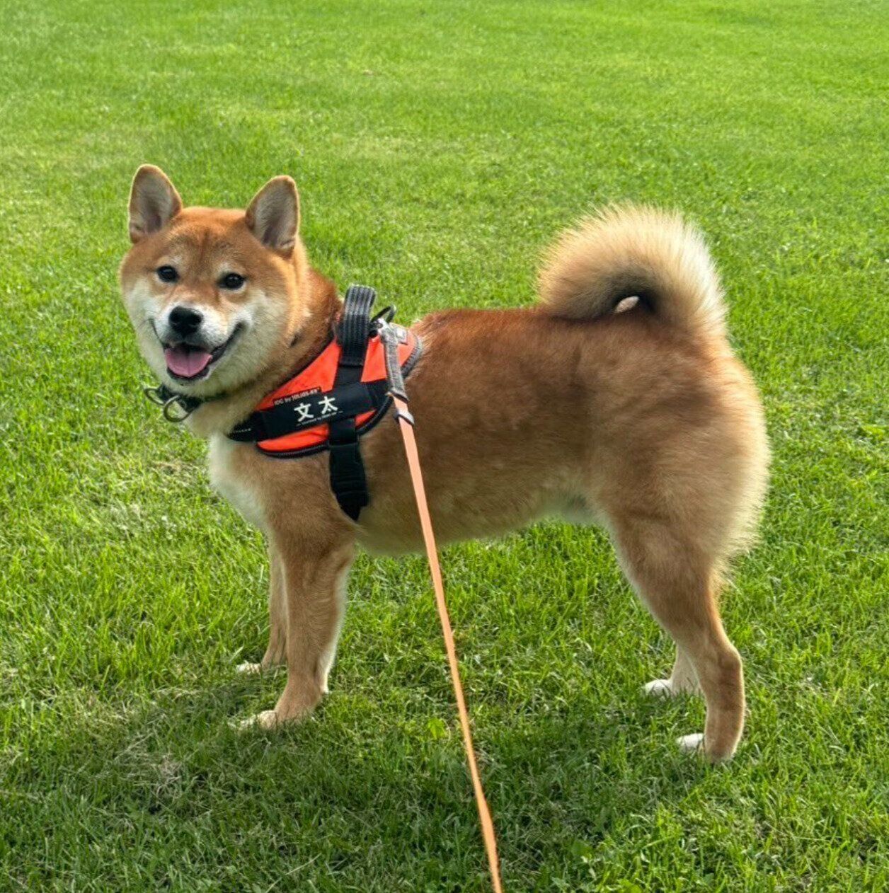 散歩を楽しむ文太くん