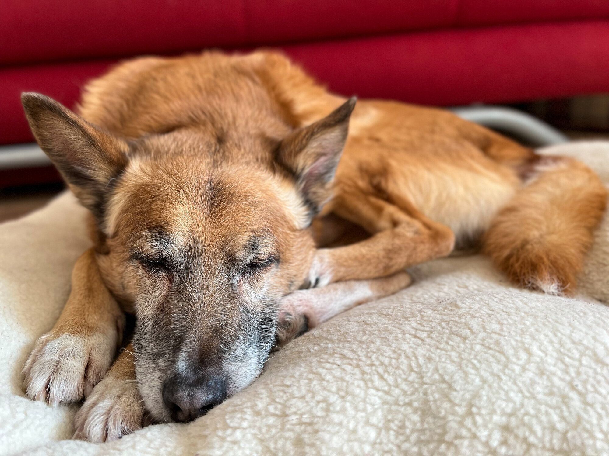 ベッドで眠る犬