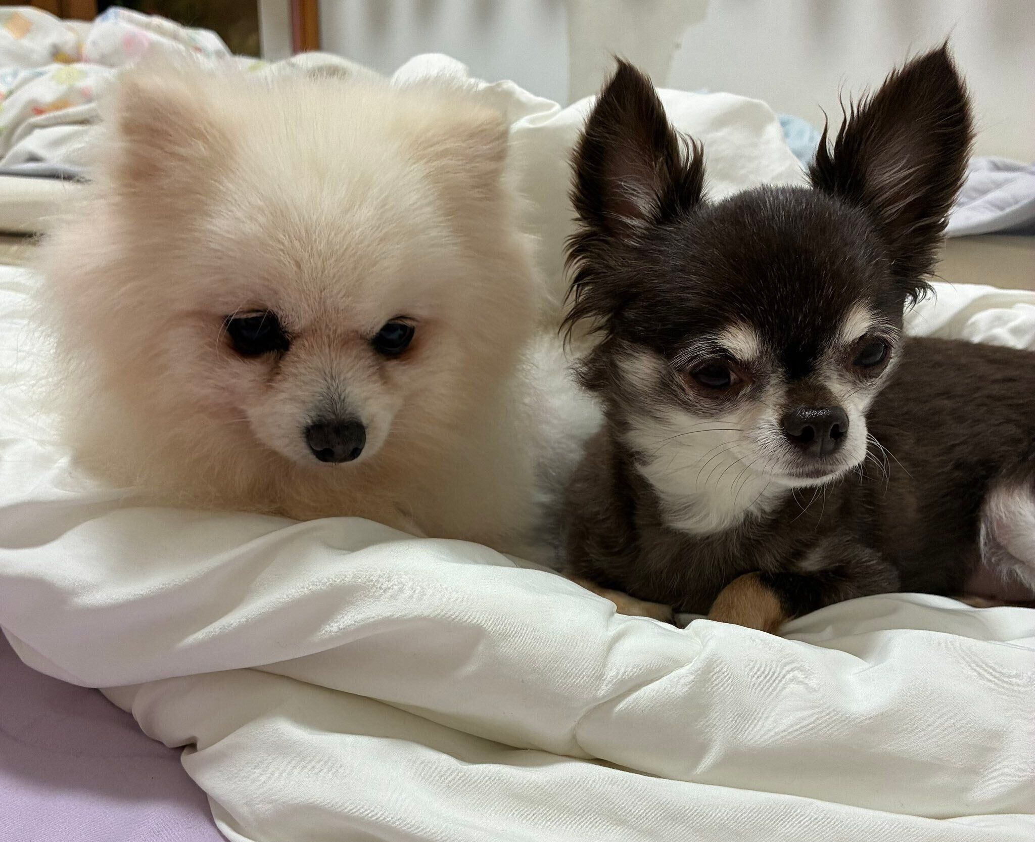 一緒に暮らす先住犬のチョコちゃん（チワワ・取材時6才）と一緒に