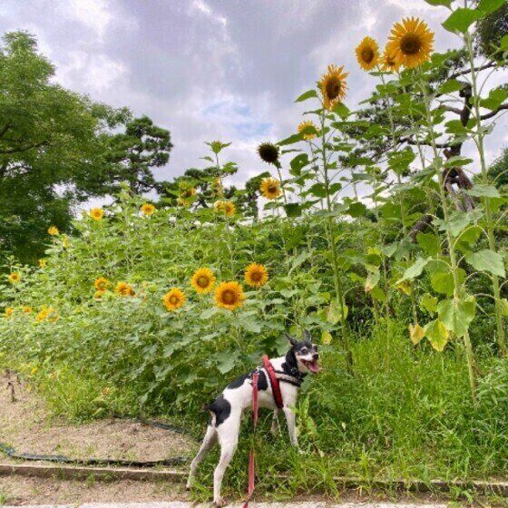 スムース・フォックス・テリア