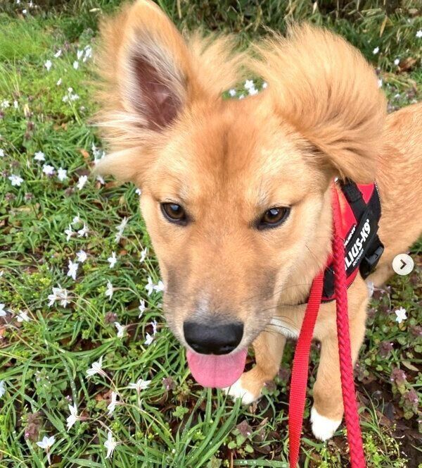 お散歩をする嵐丸くん