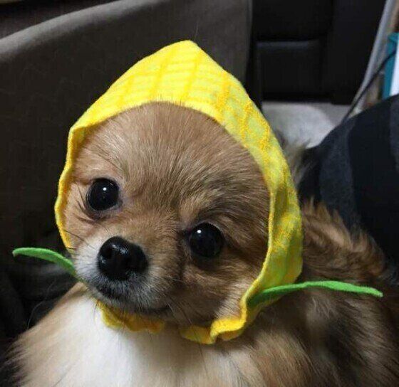 与え方次第では犬に危険！ 夏が旬の野菜や果物を与える際の注意点 いぬのきもち