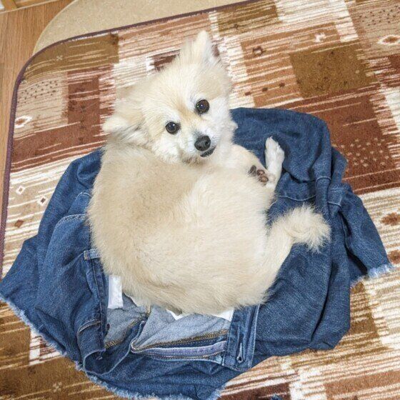 飼い主さんが脱いだ服の上に乗るポメラニアン