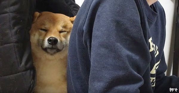 ウトウトする柴犬